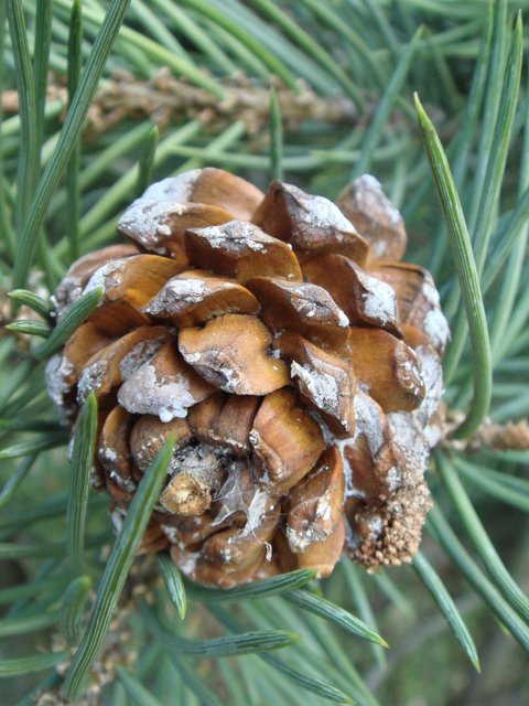 Pinus monophylla cone